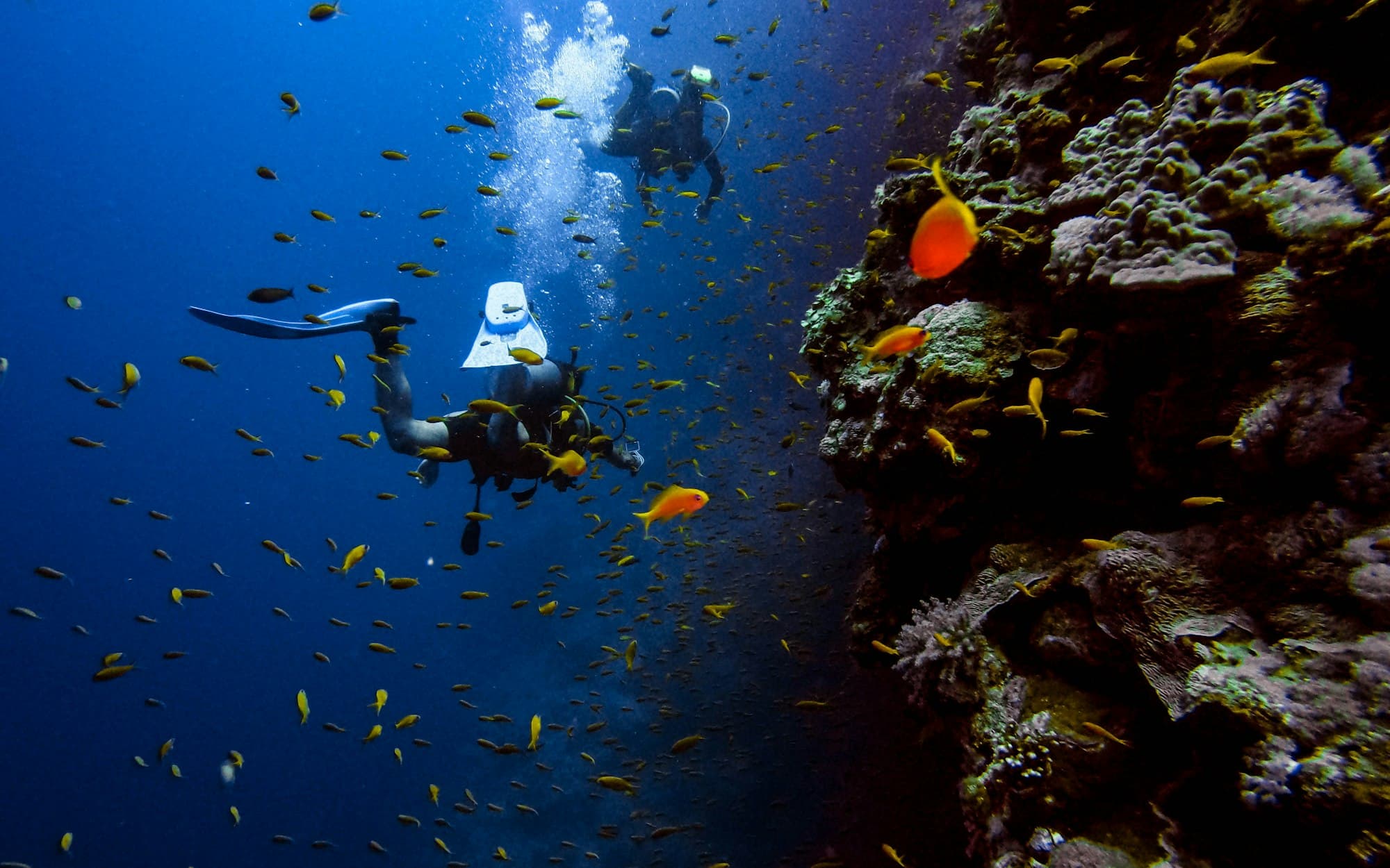 Two scuba divers descending along a Red Sea reef wall surrounded by anthias